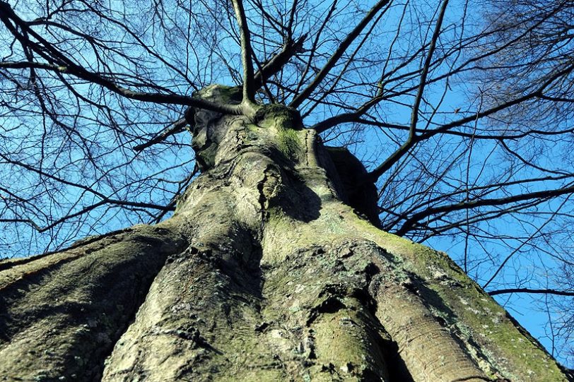 Bäume, die in den Himmel wachsen.