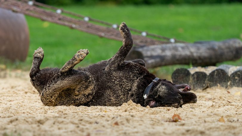 Der DRK-Kreisverband Herne und Wanne-Eickel bietet einen Lehrgang „Erste Hilfe am Hund“ an. (Symbolbild)