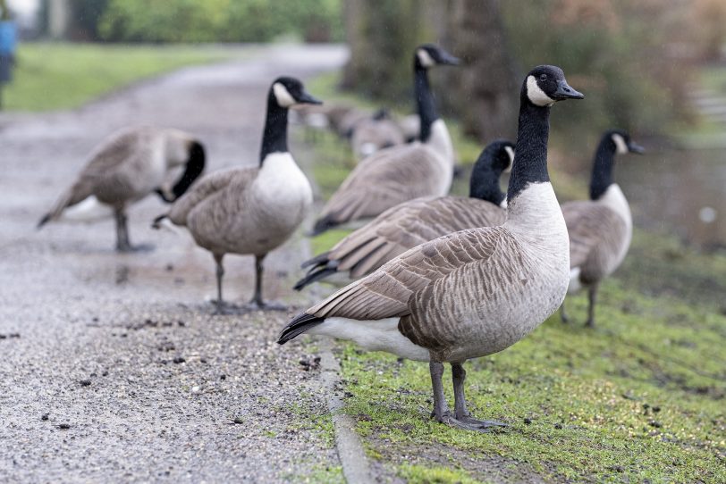 Kanadagänse an der Gräfte im Schlosspark.