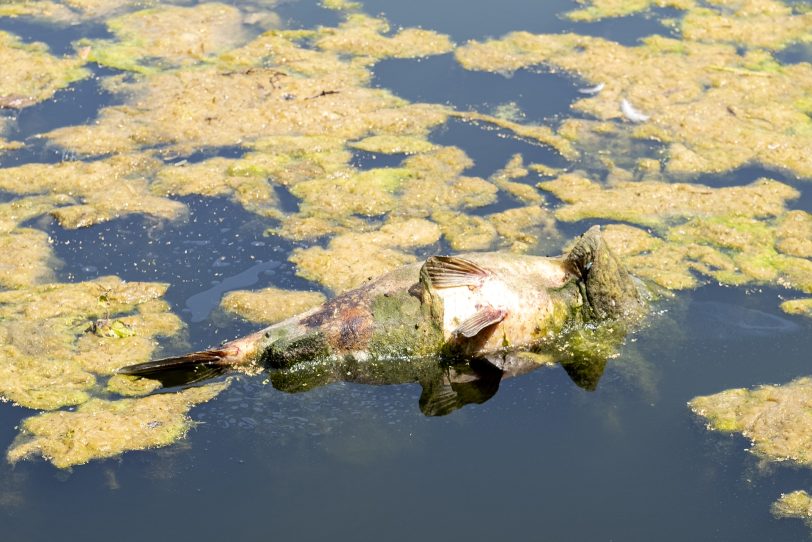 Der Ostbachteich vor einem Jahr. Algenbefall und tote Fische trieben an der Wasseroberfläche.
