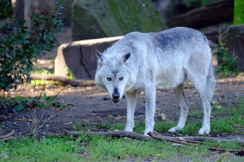 Tierwelt in der Zoom Erlebnis-Welt.