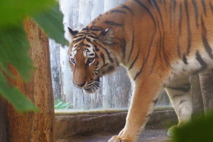 „Tamika“ lautet der Name des neuen Amurtigerweibchen in der Zoom Erlebniswelt - sie kam aus Lissabon.