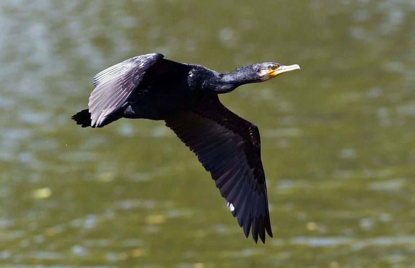 Wasservögel, Vögel und eine Schildkröte an den Teichen rund um das Schloss Herten.