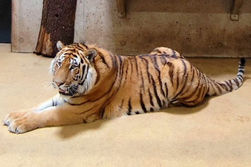 Der Amurtiger, den die Tierpfleger Tian getauft haben, wurde auf Empfehlung des Europäischen Erhaltungszuchtprogramm (EEP) nach Gelsenkirchen vermittelt.