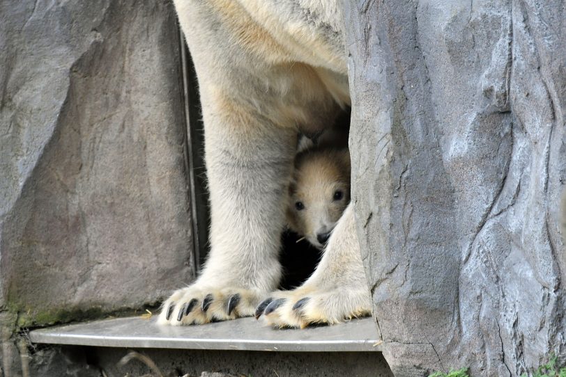 Nanook spielt mit Mama Lara.