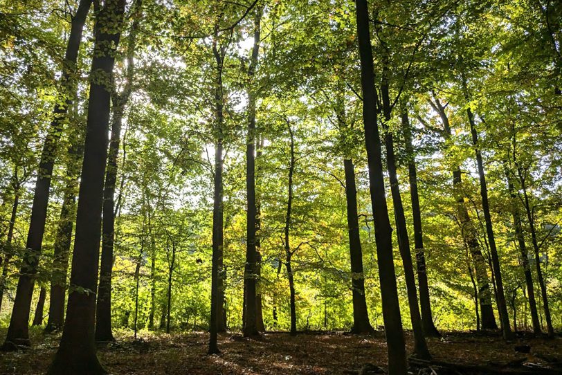 Herbstlicher Spaziergang im Gysenberg-Wald.