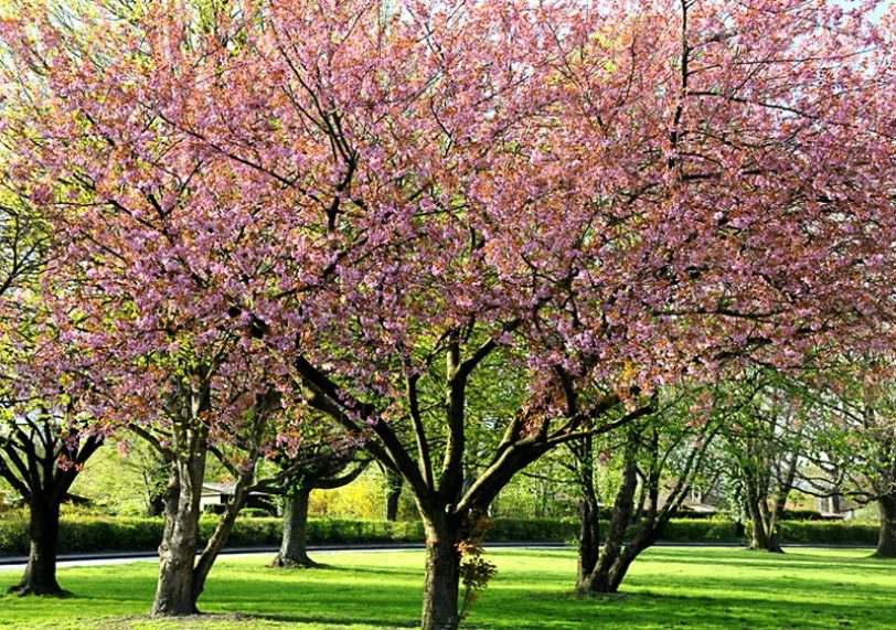 Kirschblüte in Holsterhausen.