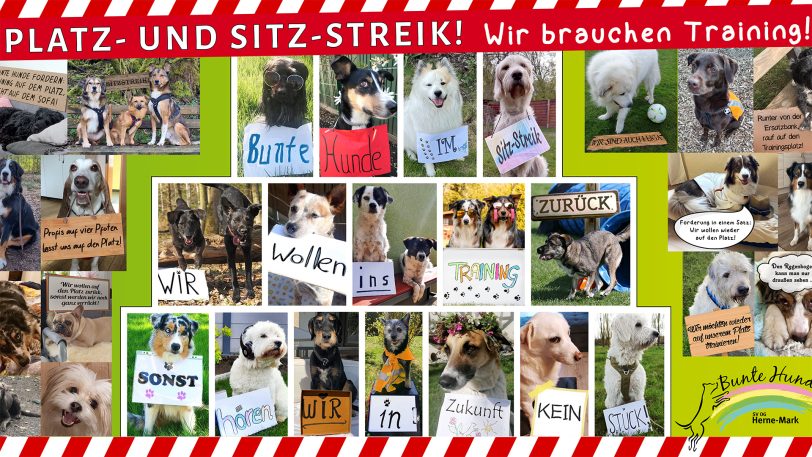 Der Verein will darauf aufmerksam machen, wie wichtig Hundetraining für eine gute Entwicklung des Tieres ist.