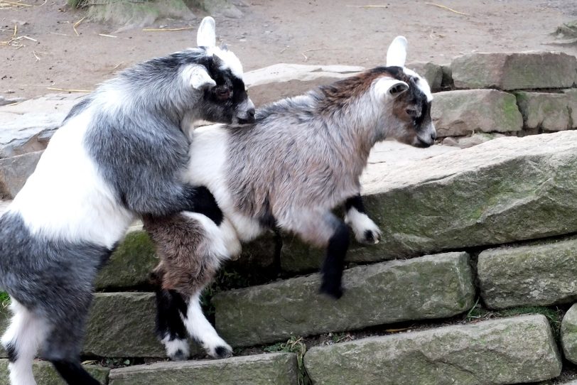 Minizoo Eickel.