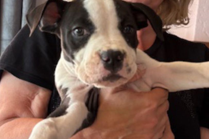 Drei solcher American Staffordshire-Welpen wurden in Herne gerettet.