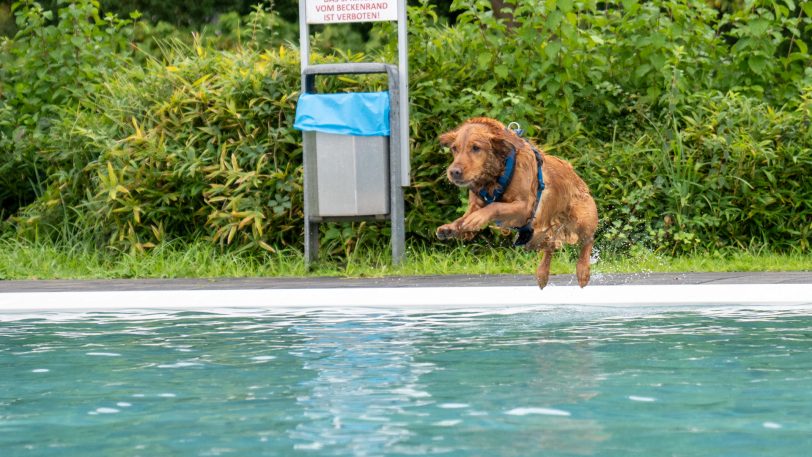 Mit Anlauf in das Schwimmbecken: Dieser Hund freut sich im Südpool auf die Abkühlung. Die ersten beiden Tage vom Herner Hundeschwimmen waren wieder gut besucht - zwei Tage gibt es noch.