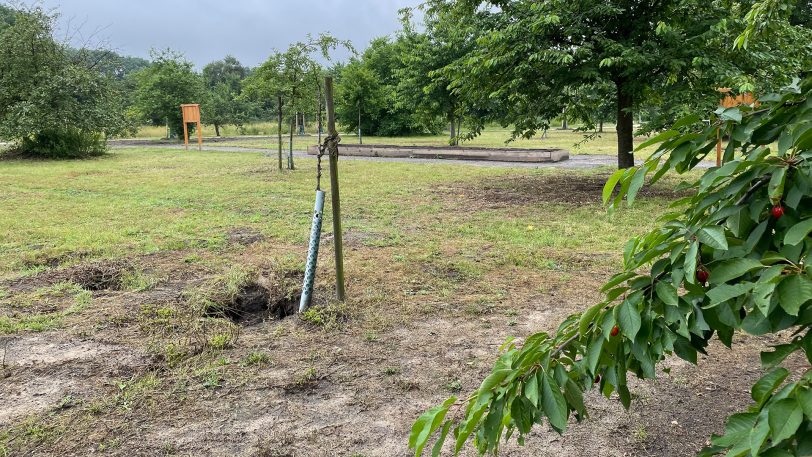 Streuobstwiese Holper Heide neu gestaltet.