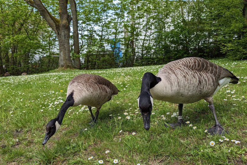Kanadagänse (Branta canadensis) im Gysenberg Park.