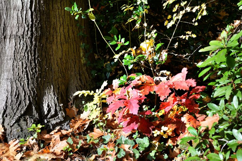 Sonniger November-Beginn