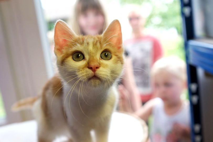 Sommerfest im Tierheim.