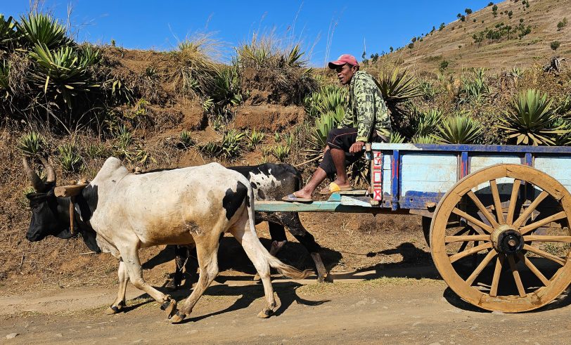 Ochsengespann auf Madagaskar.