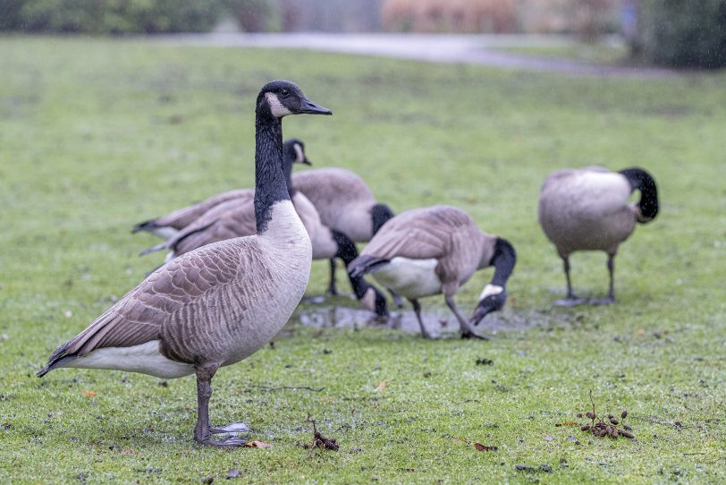 Kanadagänse im Schlosspark Strünkede.