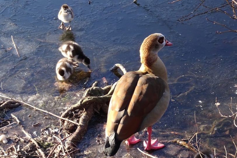 Nilgänse mit ihrem Nachwuchs auf der Schlossgräfte.