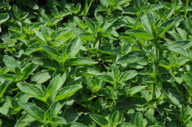 Oregano.