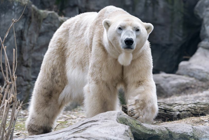 Eisbär Nanuq zieht im Oktober 2025 in die ZOOM Erlebniswelt ein.