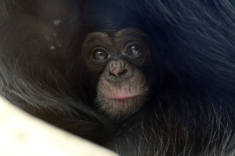 Jahagas erstes Baby in der Zoom-Erlebniswelt.