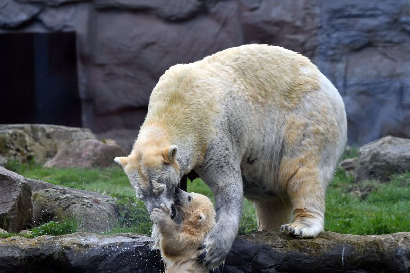 Nanook spielt mit Mama Lara.