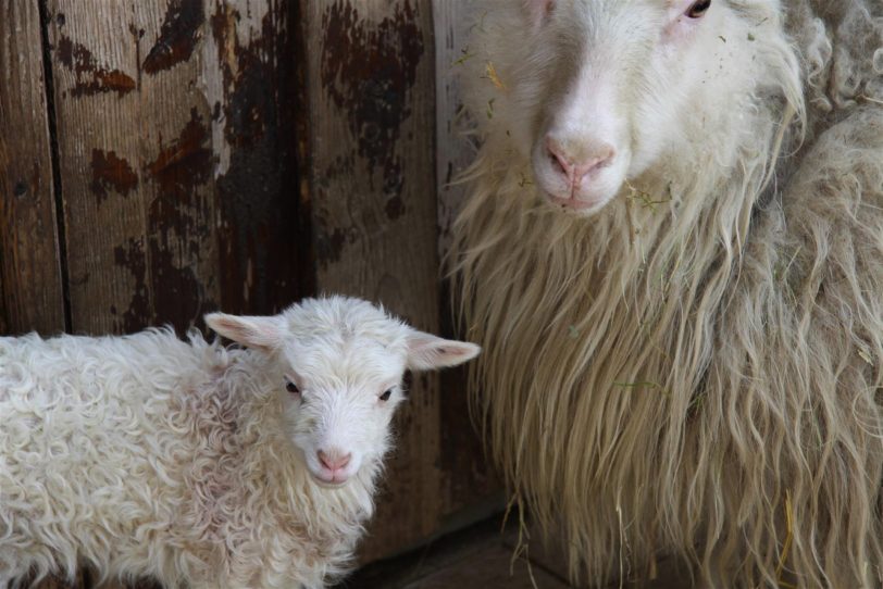 Tier-Babys im Zoom.