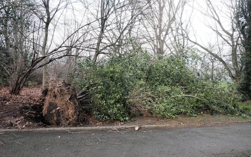 Umgestürzter Baum im Sportpark Eickel.