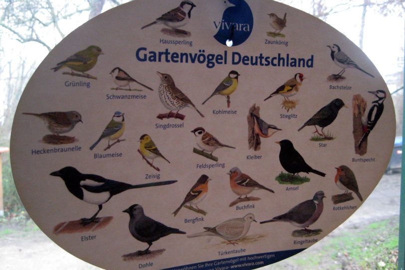Um die heimischen Vögel zu schützen, gibt der BUND mit der Biologischen Station Vogelschutzgehölze in Form von Sträuchern (Symbolbild).
