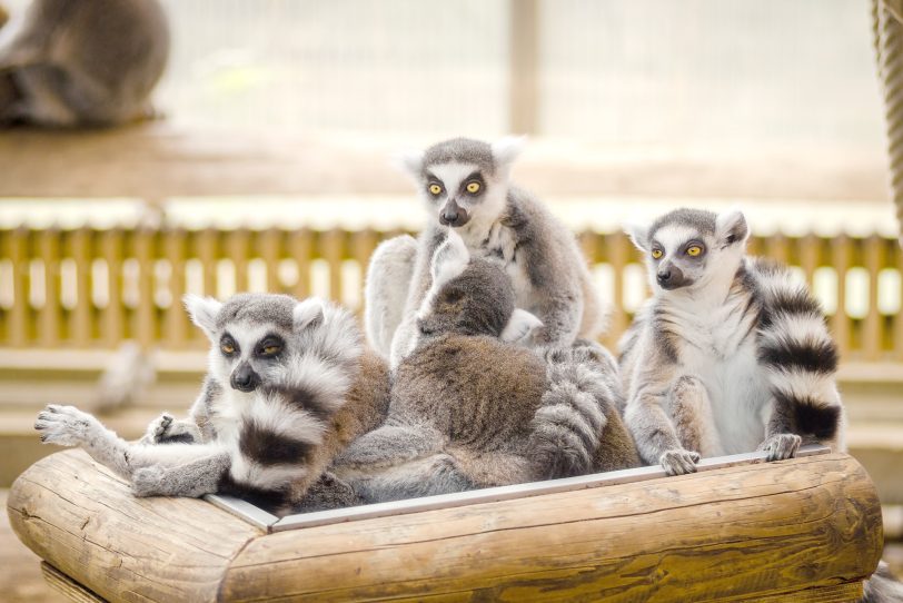 Lemuren kommen ausschließlich auf Madagaskar und kleineren Inseln in der Nähe vor.