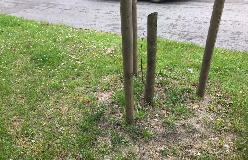 Nur noch in Teilen übrig: Die jungen Bäume.