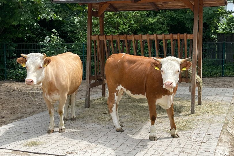 Hinterwälder Rinder erweitern den Grimberger Hof: Frau Meier und Vroni.