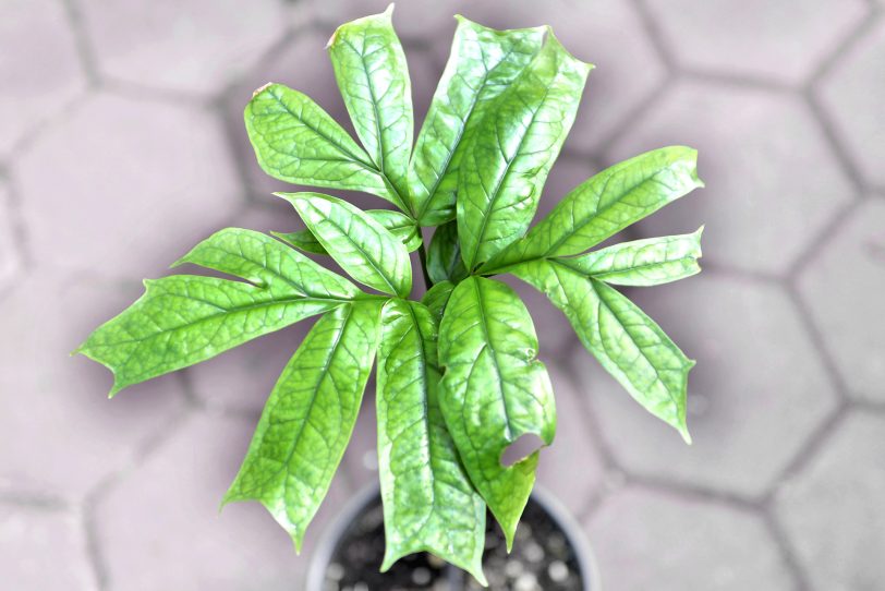 Drei Biologen der RUB eröffneten mit &amp;amp;amp;amp;#039;Jungle Leaves&amp;amp;amp;amp;#039; einen etwas anderen Pflanzenladen an der Stadtgrenze.