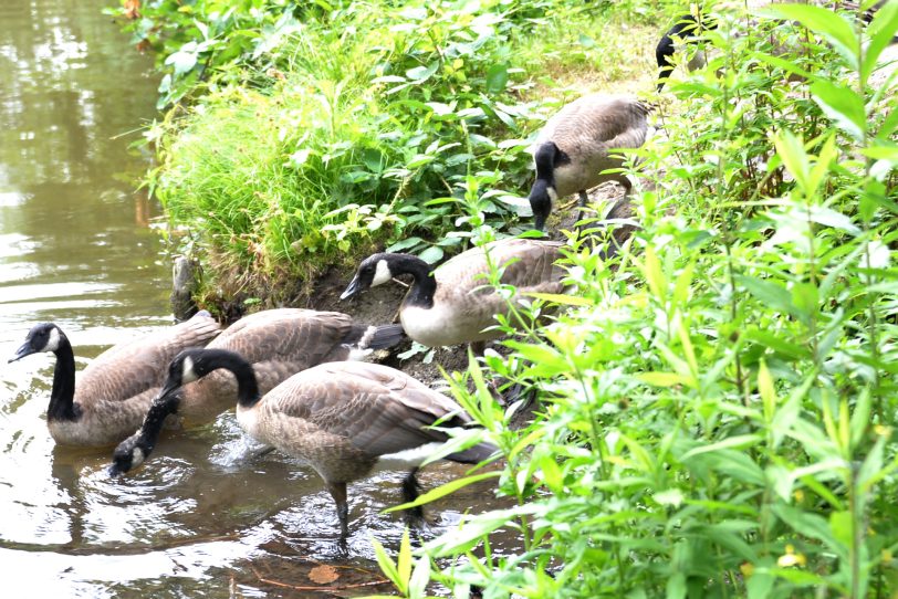 Kanada-Gänse im Revierpark Gysenberg.