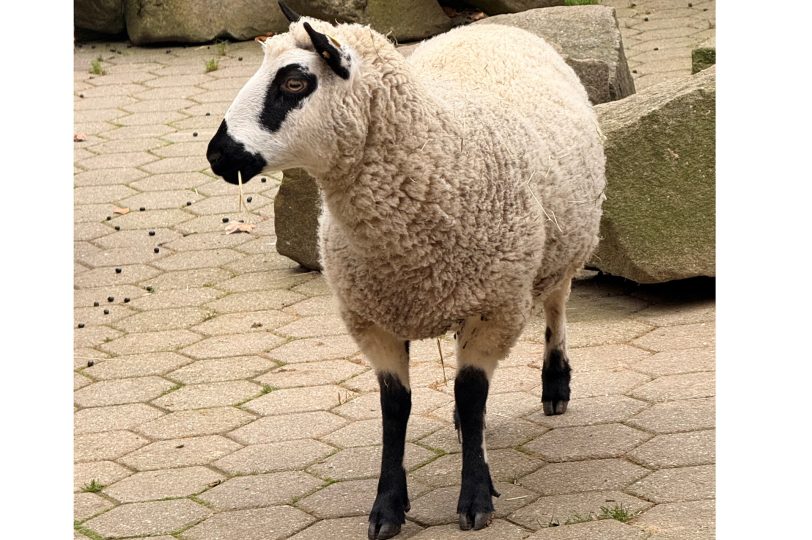 Kerry Hill Schafe sind im November 2025 die neuen Bewohner im Tierpark Bochum.