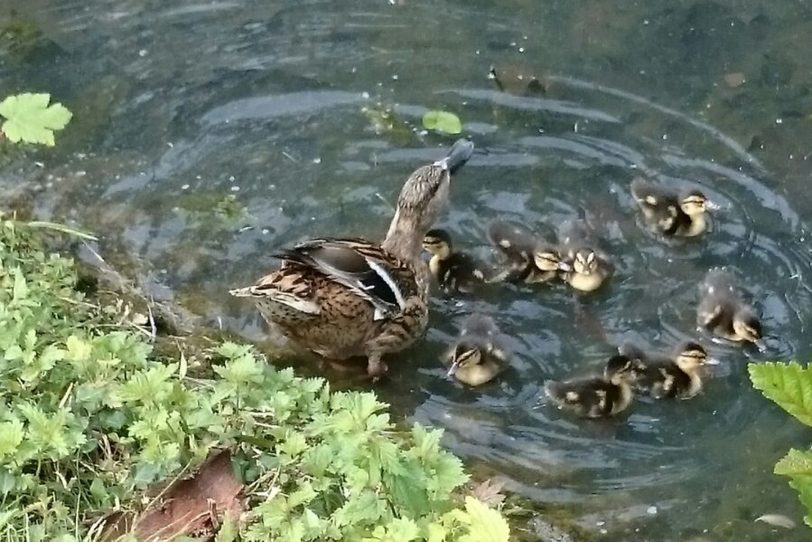 Die Entenfamilie in ihrem neuen zu Hause.