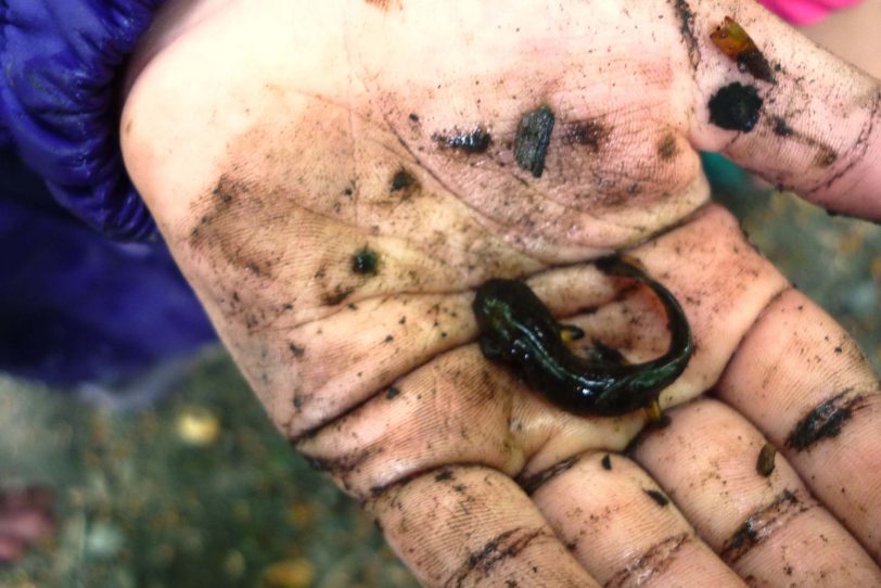 Eine Kaulquappe: Wird's ein Prinz oder doch nur ein Frosch?