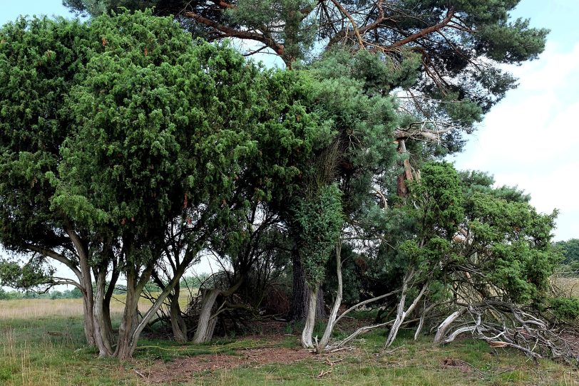 Naturschutzgebiet Westruper Heide