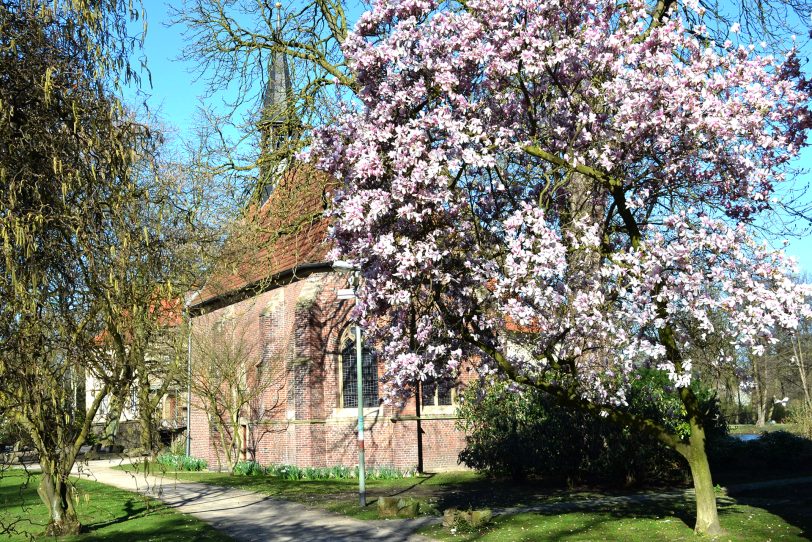 Magnolien vor der Kapelle in Strünkede.