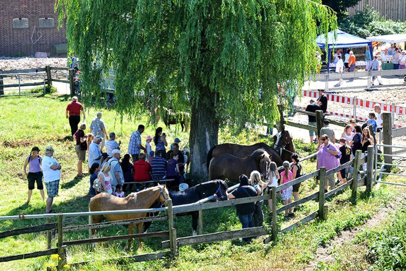 Pferdemarkt auf Gut Steinhausen.