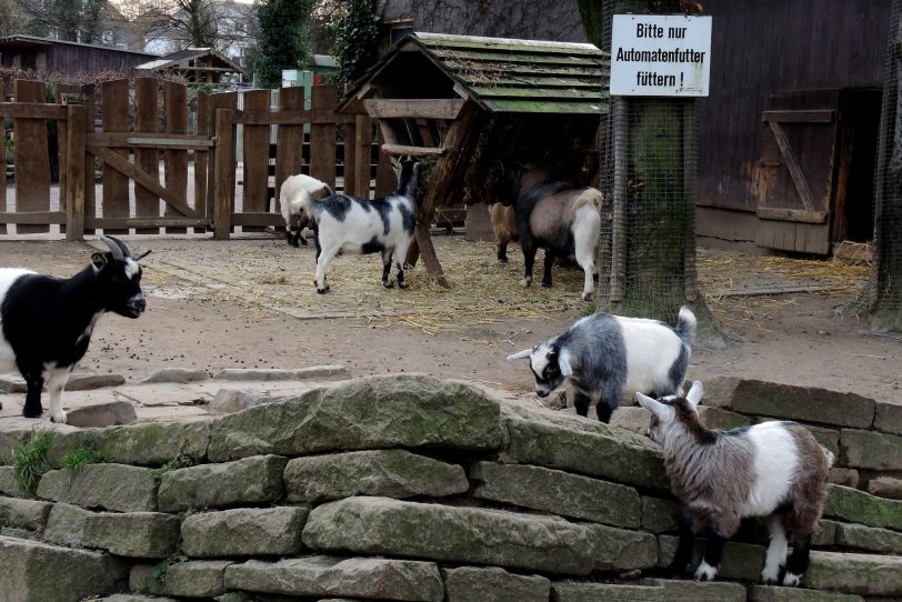 Minizoo Eickel.