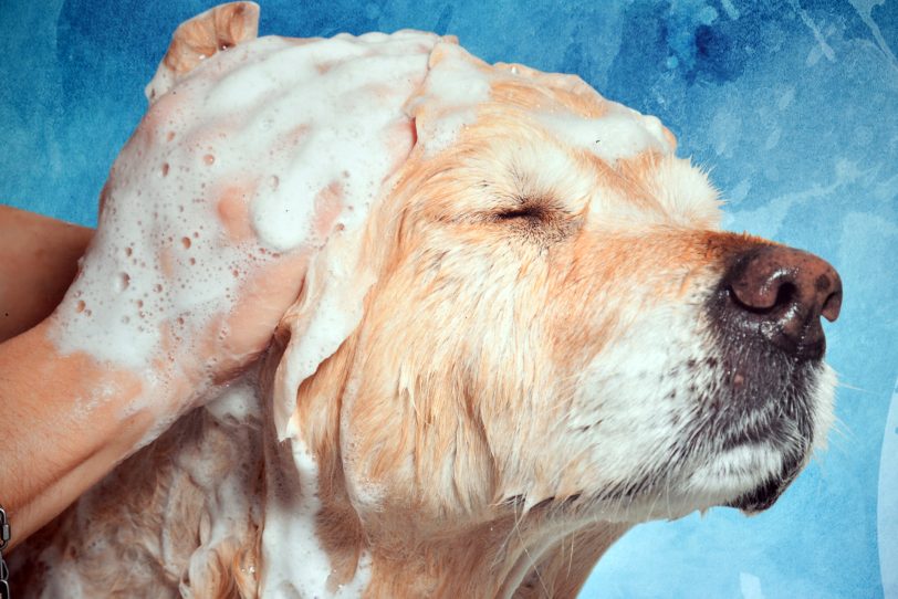 In Wanne-Eickel gibt es die erste Hundewaschanlage auf dem Gelände des Autowaschcenters Klaeser an der Dorstener Straße.