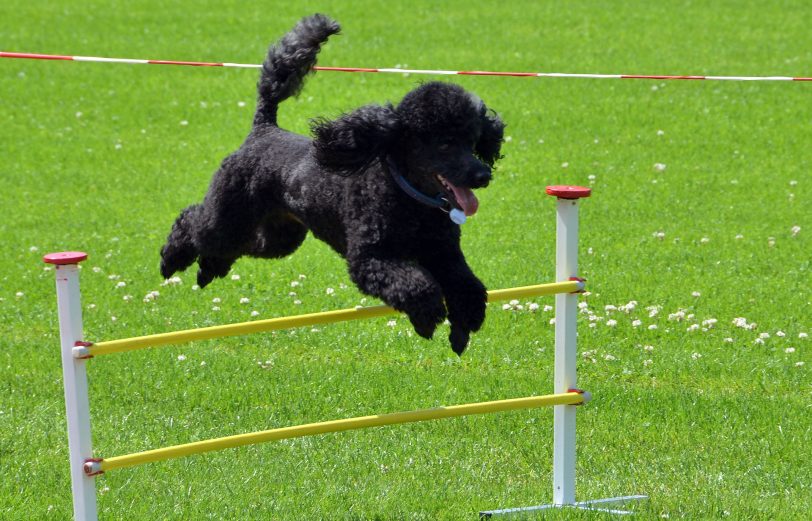 Fliegende Hunde gibt es nicht! Darum kommen sie auch nicht in die Wertung.