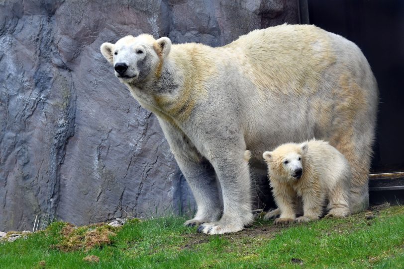 Nanook spielt mit Mama Lara.