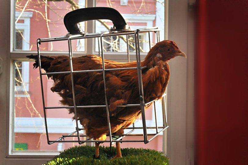 Grzan: Chicken to go