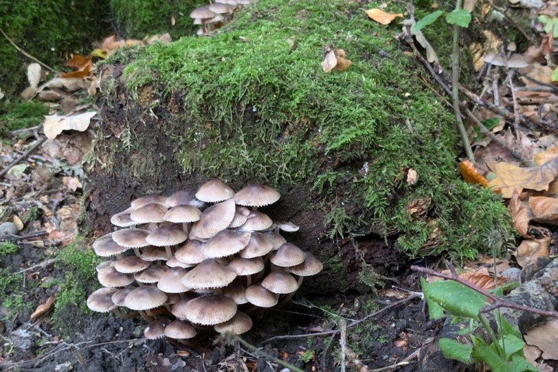 Herbstlicher Spaziergang im Gysenberg-Wald. Einzelne Jogger, Spaziergänger mit und ohne Hund, mit Pferd oder Kinderwagen genießen im Oktober 2024 eine kleine Auszeit vom hektischen Alltag.