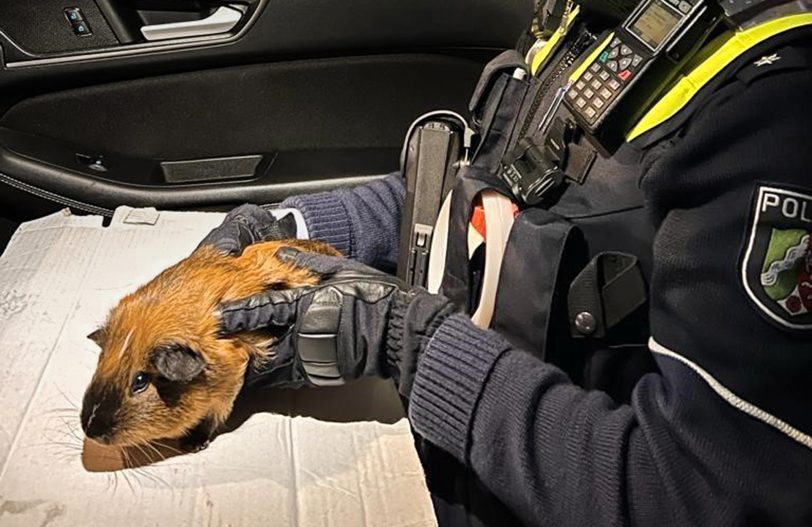 Das kleine Meerschwein wurde von Polizeibeamten aus einem Altkleidercontainer gerettet.