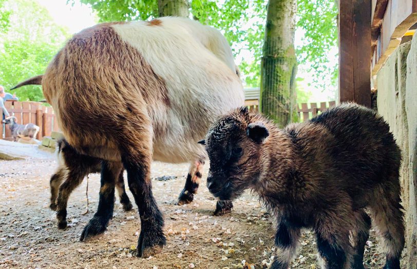Kleine Ziegen im Mini-Zoo.