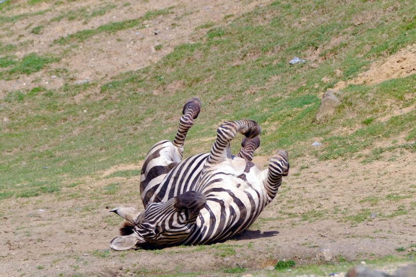 Im Zoo gibt es viel zu sehen. (Symbolbild)