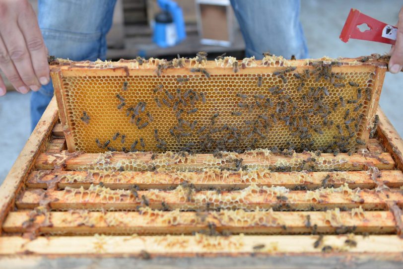 Bienen-Biotop auf dem Eickel Center.